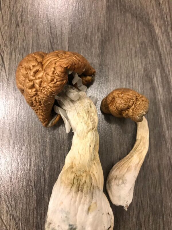 where to buy psychedelics mushrooms uk