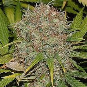 Buy AK48 Strain Online Uk