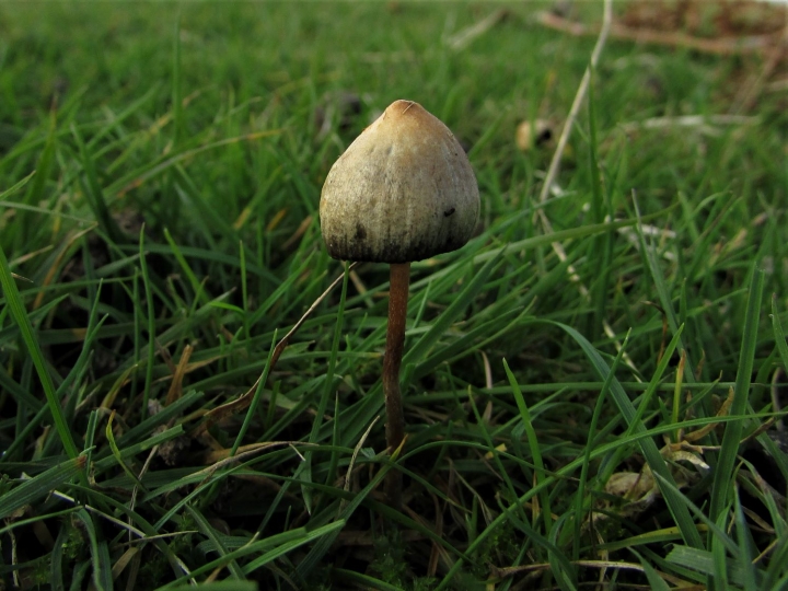 Where to Buy High-Quality Magic Mushrooms for Sale in the UK