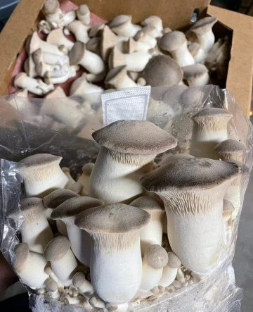 Buy Magic Mushrooms in the UK: Your Ultimate Guide to Safe and Legal Access