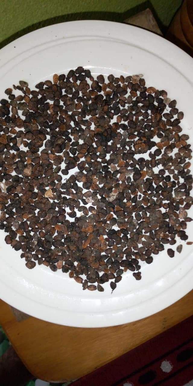 Where to Buy Tabernanthe Iboga Seeds Near Me in the UK and Europe ππ±