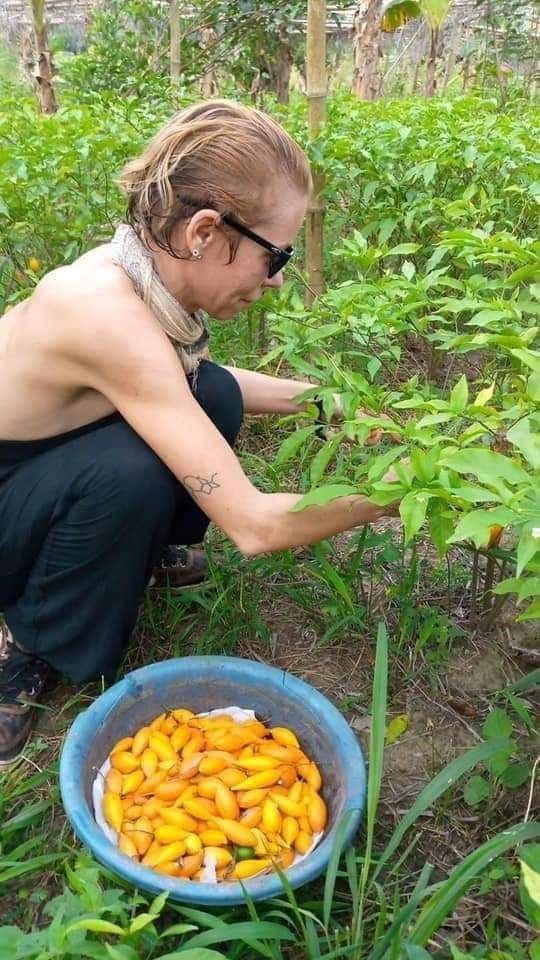 Where to Buy Tabernanthe Iboga Seeds Near Me in the UK and Europe ππ±