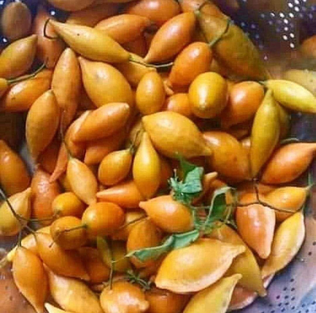 Where to Buy Tabernanthe Iboga Seeds Near Me in the UK and Europe ππ±