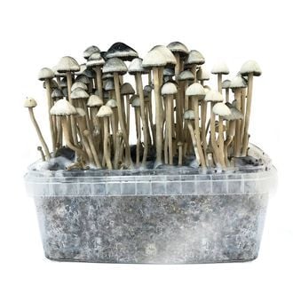 Buy COPELANDIA HAWAIIAN’ GROW KIT in UK: A Guide to Growing Premium Psychedelic Mushrooms