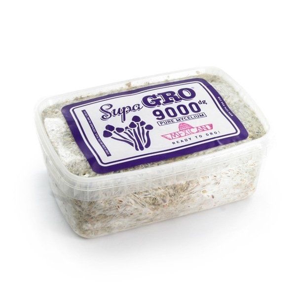 Buy Mexican Mushroom Grow Kit Online UK – Cultivate Healing at Home