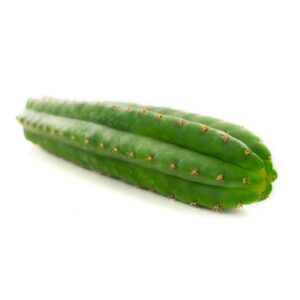 Buy San Pedro (Echinopsis pachanoi) UK