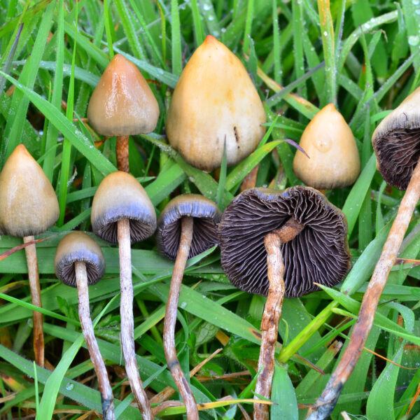 Where to Buy Liberty caps mushroom online in  UK