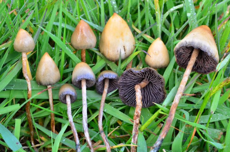 Where to Buy Liberty caps mushroom online in  UK