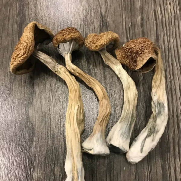 African Transkei Mushrooms UK