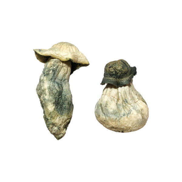 Albino Penis Envy Magic Mushrooms UK