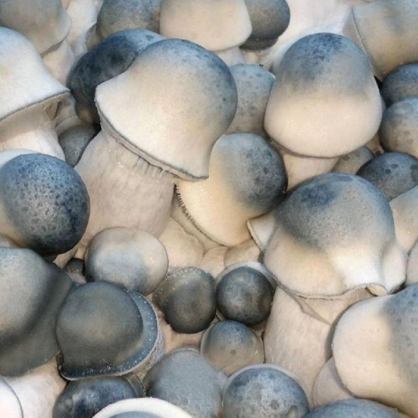 Penis Envy Mushrooms