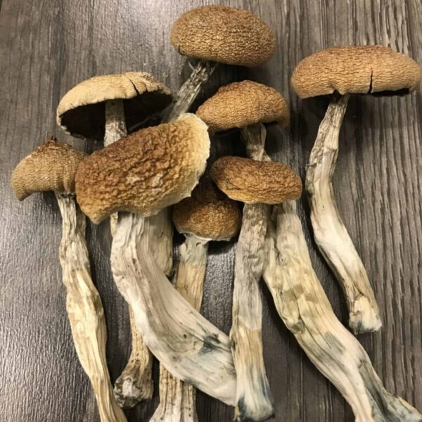 Amazonian Psilocybin Mushrooms UK