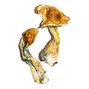 buy magic mushroom online uk