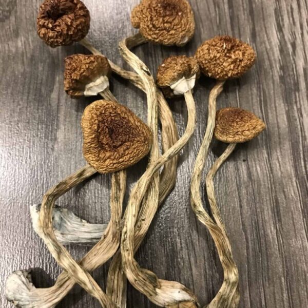 Cambodian Magic Mushrooms UK