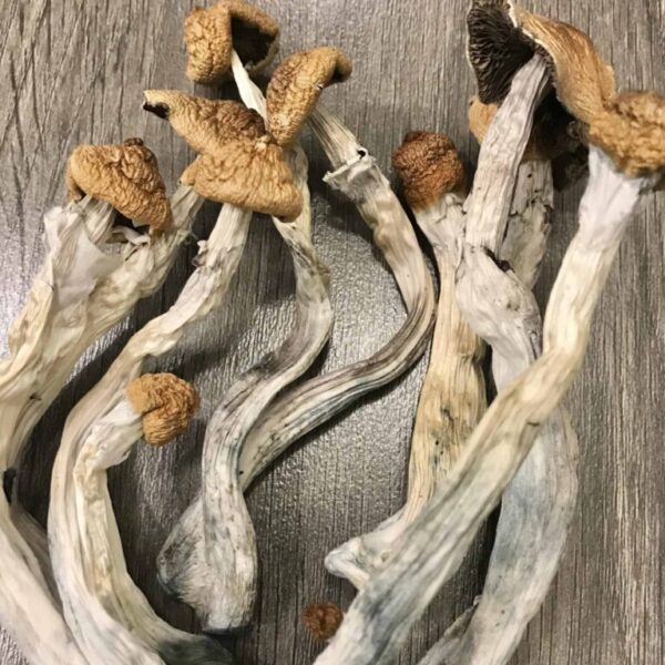 Hillybilly Cubensis Mushrooms UK