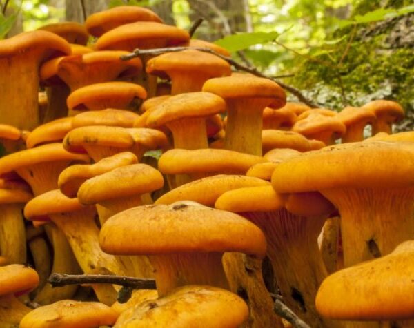 Buy Jack-O Lantern Mushrooms online London UK