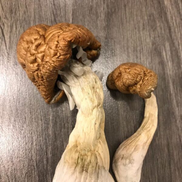 Malabar Magic Mushrooms UK