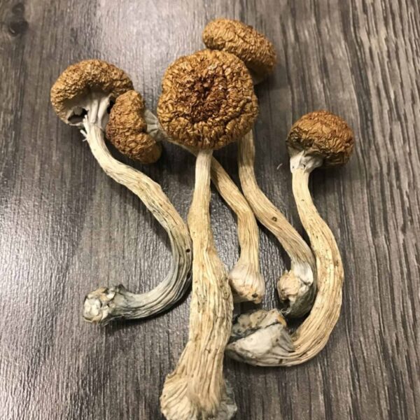 Mexican Magic Mushrooms UK