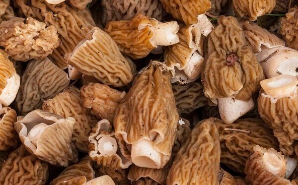 Buy Morel Mushrooms online London UK