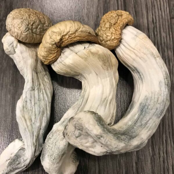 Penis Envy Psilocybin Mushrooms UK