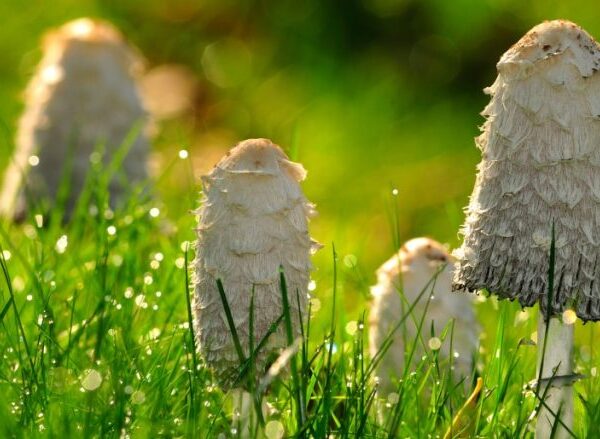 Buy Shaggy Mane Mushrooms online London UK