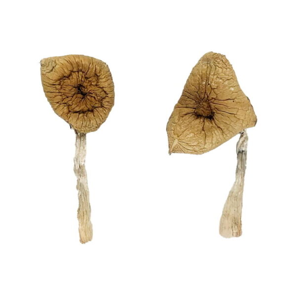 Blue Magnolia Magic Mushrooms UK
