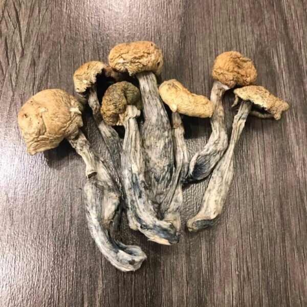 Costa Rican Magic Mushrooms UK
