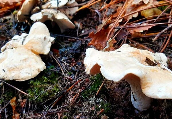 Buy Hedgehog Mushrooms online London UK