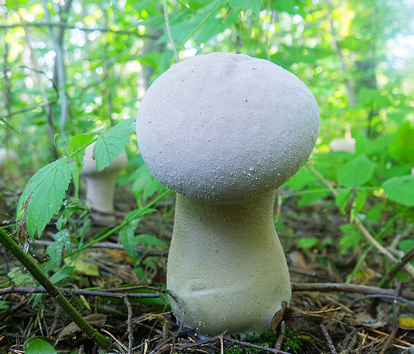 Buy puffball mushrooms online London UK